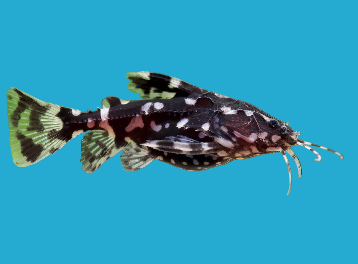 Spotted Raphael Catfish