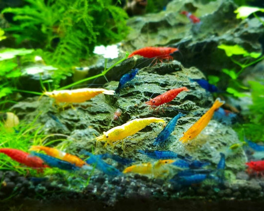 Skittles Assorted Color Shrimp