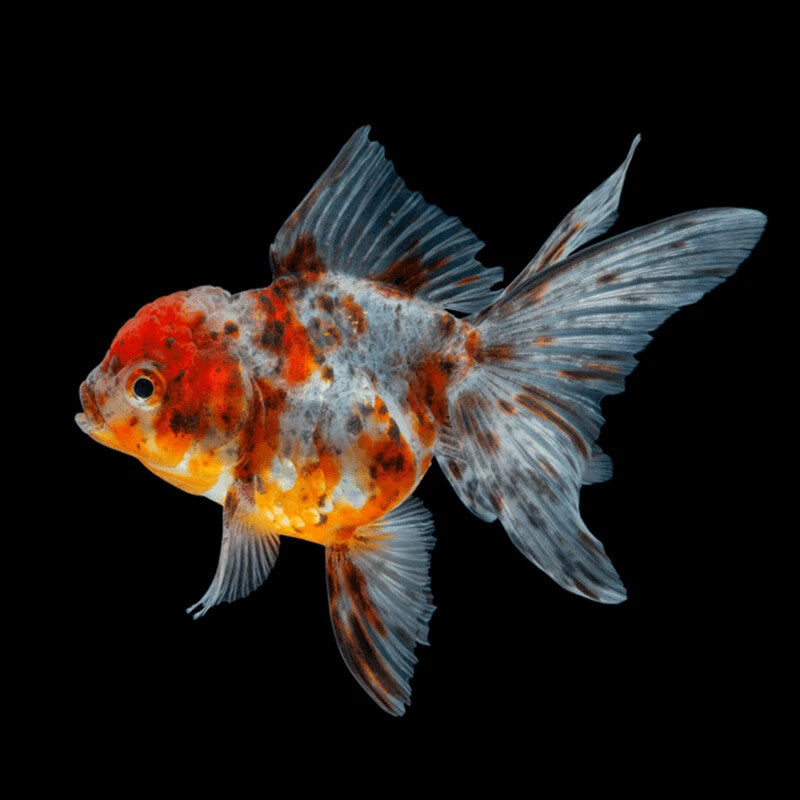 Calico Oranda Goldfish