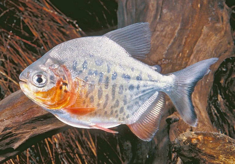Red Pacu