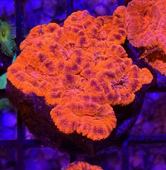 WYSIWYG, Red Acan Colony- Ultra- approx. 2x2"