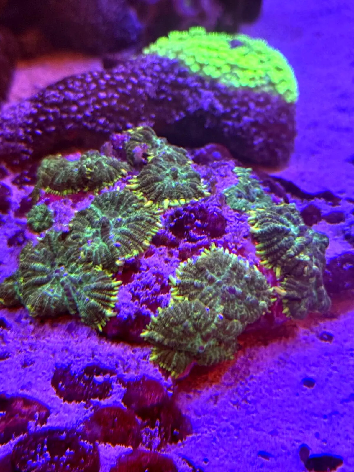 WYSIWYG Large Green Rhodactis Mushroom Colony attached to rock