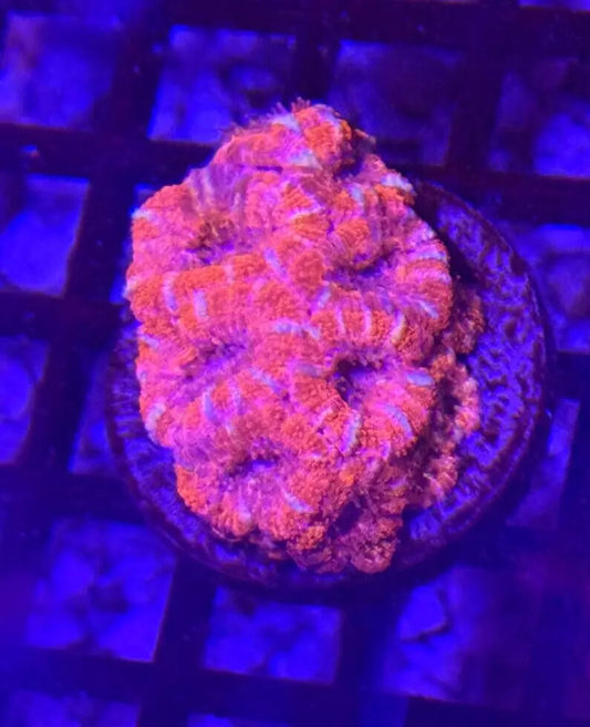 WYSIWYG Rainbow red / pink Acan Mini Colony - covering 1.5" plug