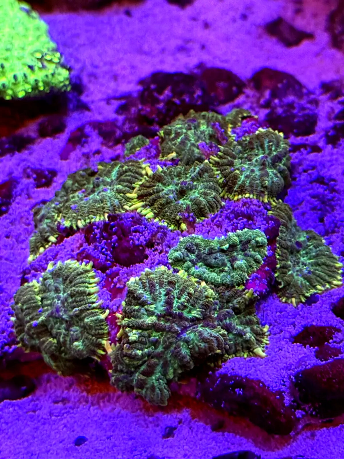 WYSIWYG Large Green Rhodactis Mushroom Colony attached to rock