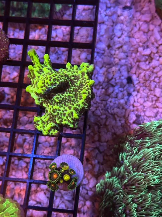WYSIWYG Neon Montipora Spongodes Colony 2.25"x2.25"
