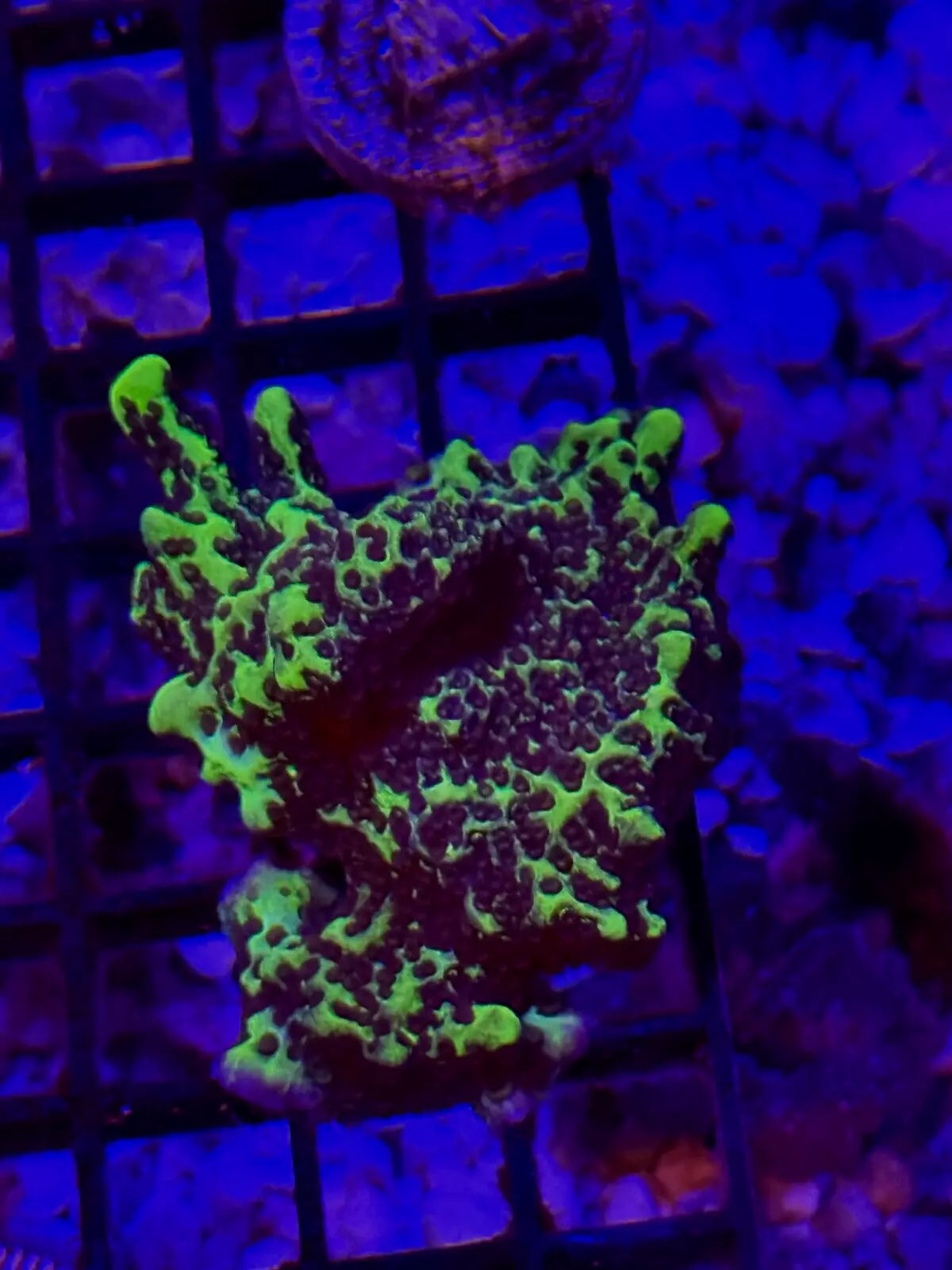 WYSIWYG Neon Montipora Spongodes Colony 2.25"x2.25"