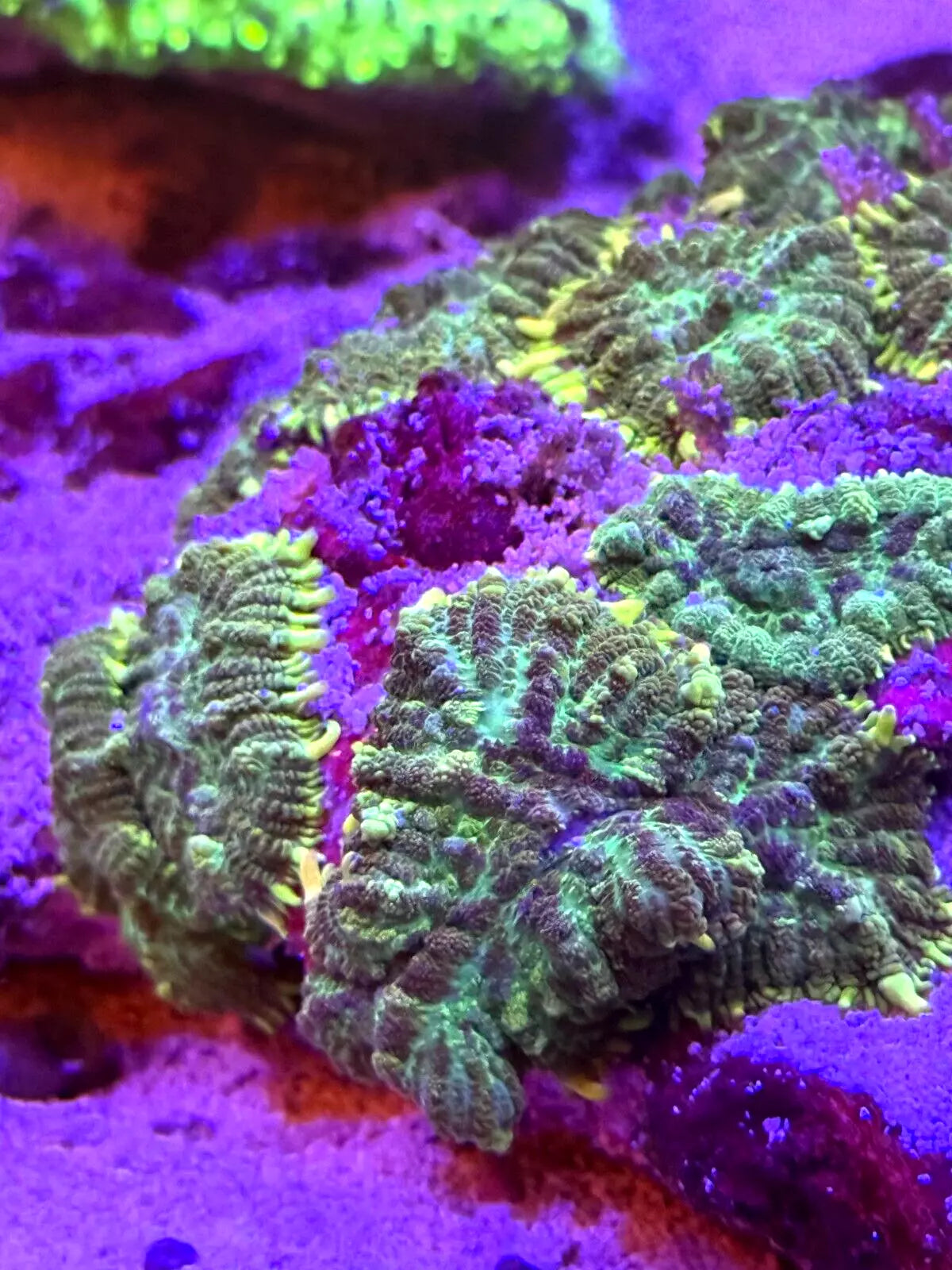 WYSIWYG Large Green Rhodactis Mushroom Colony attached to rock