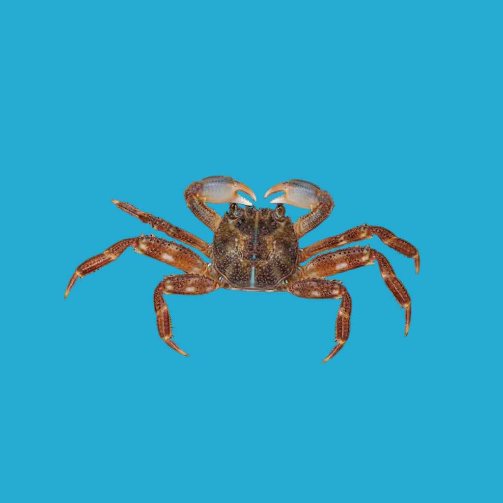 Sally Lightfoot Crab