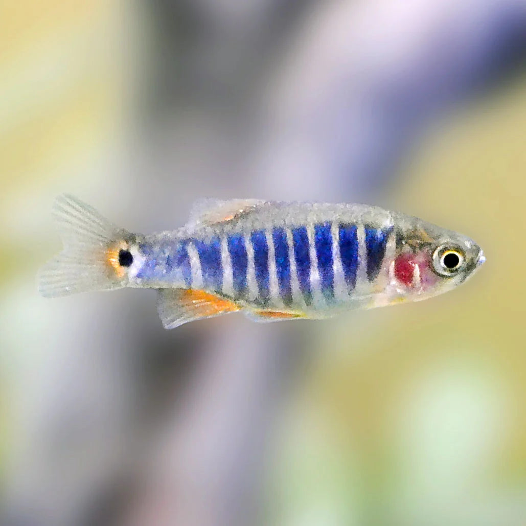 Dwarf Emerald Rasbora