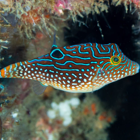 Blue Dot Toby Puffer