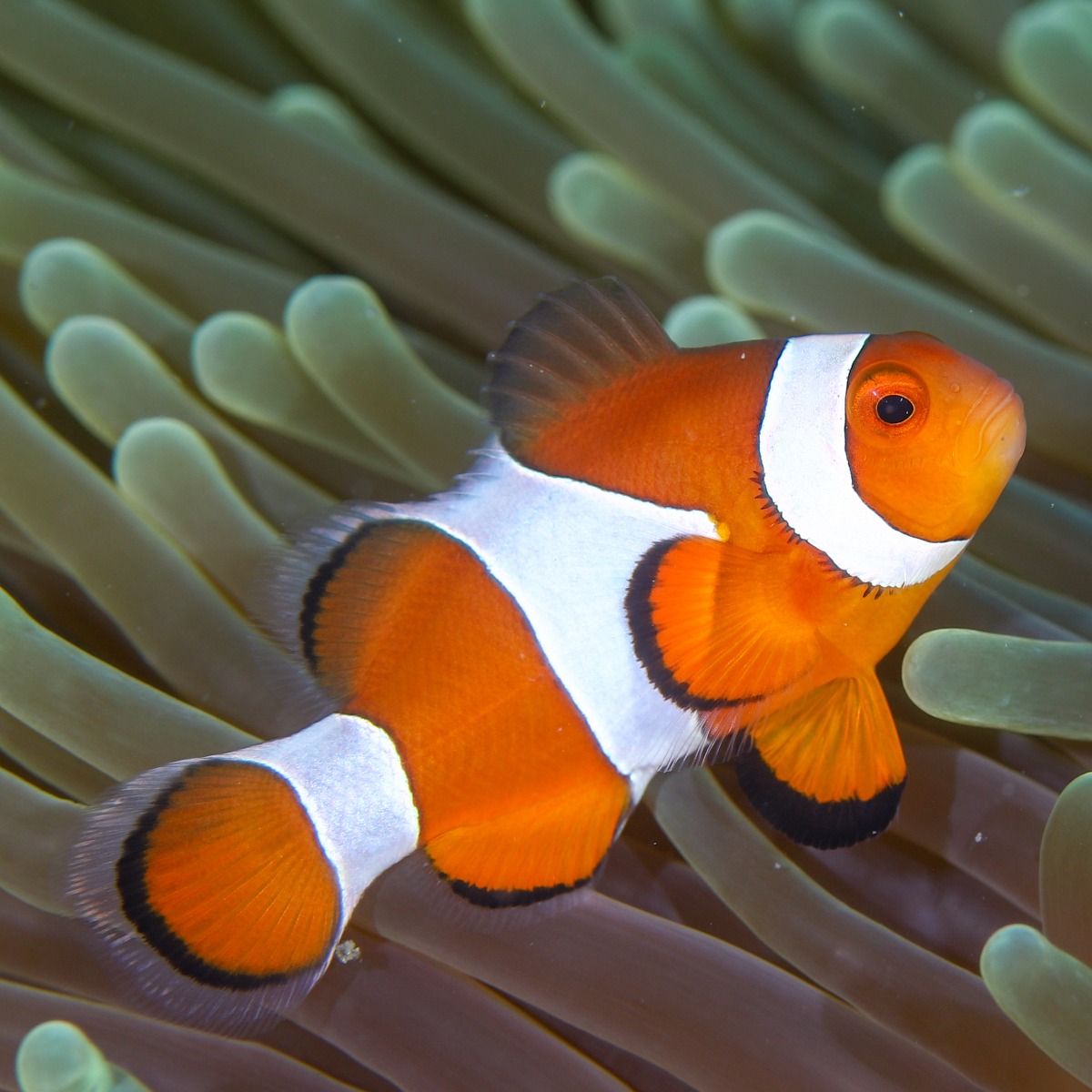 True Percula Clownfish Tank Raised