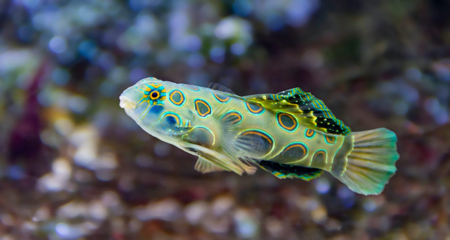 Spotted Mandarin Goby