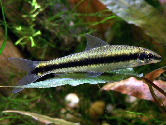 Siamese Algae Eater