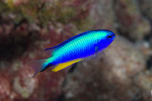 Neon Blue Damsel