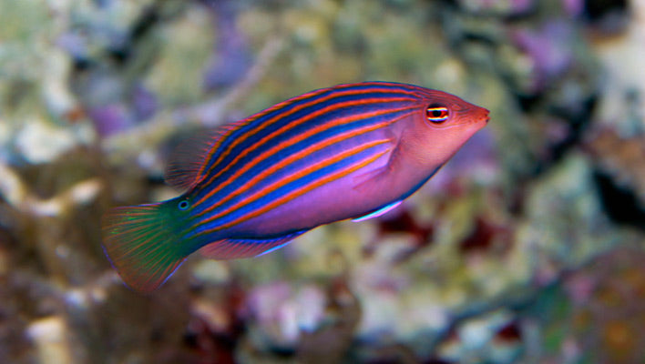 Sixline Wrasse