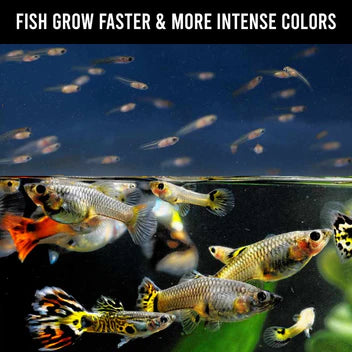 Easy Fry and Small Fish Food