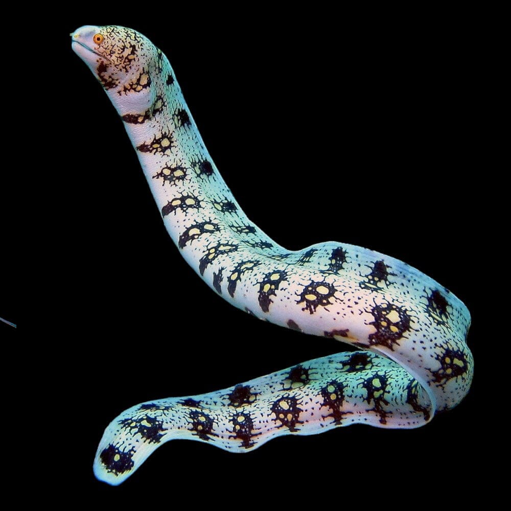 Snowflake Eel