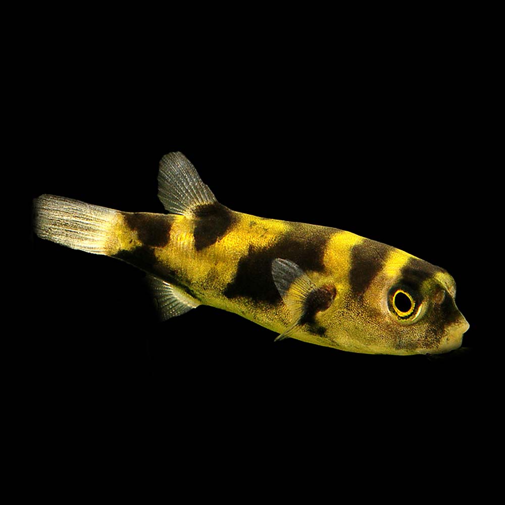 South American Puffer