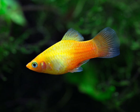 Sunburst Platy