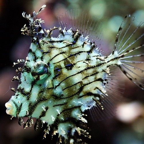 Tassel Filefish