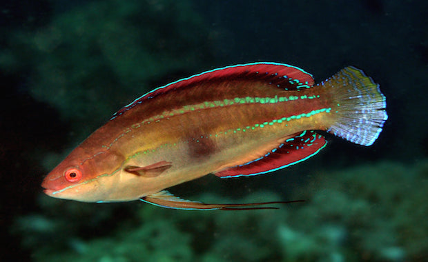 Temminck's Fairy Wrasse