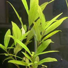 Hygrophila Corymbosa 'Compacta' (Temple plant, Giant hygro, Starhorn, Nomaphila corymbosa, and Nomaphila stricta)