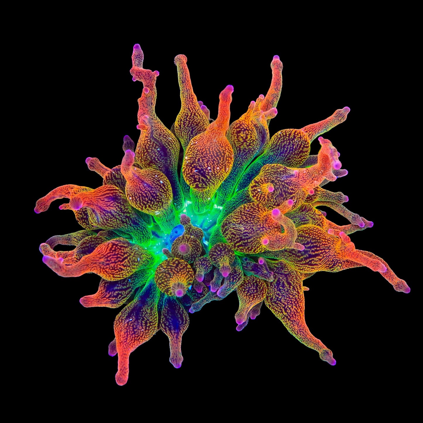 Nexus Blaze Bubble Tip Anemone