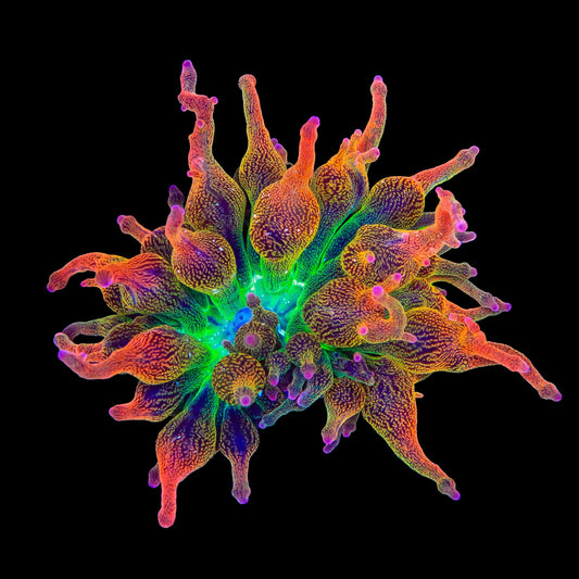 Nexus Blaze Bubble Tip Anemone