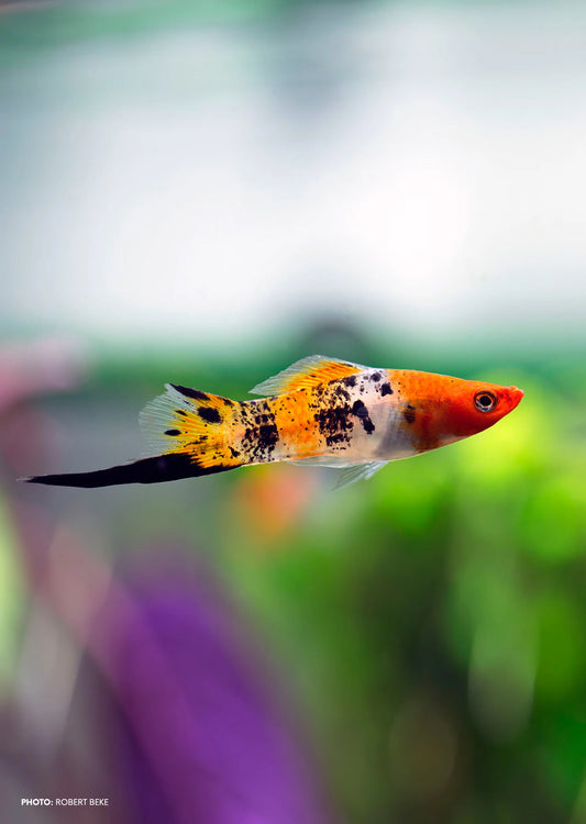 Tricolor Koi Swordtail
