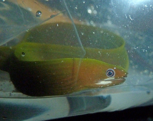 Pink Lipped Moray Eel