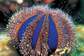 Blue Tuxedo Urchin