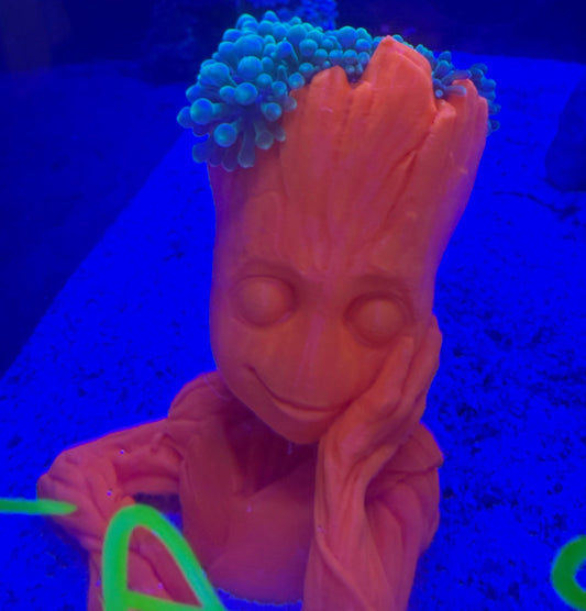 Groot Anemone Holder