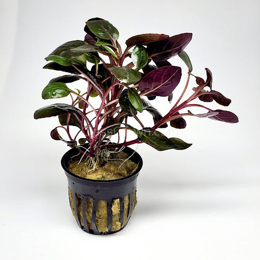 Cardinal Plant - Potted - 🟢 EASY