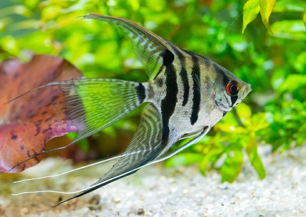 Assorted Veiled Angelfish