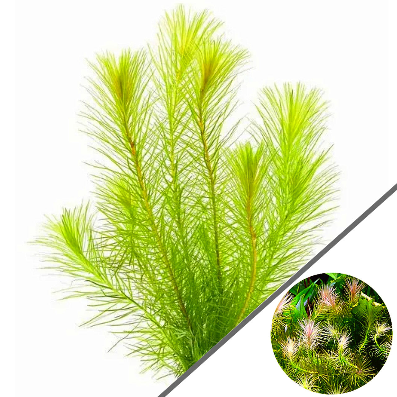 Mayaca Sellowiniana (Stream Bogmoss)