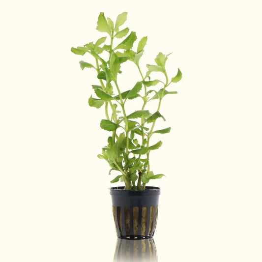 Wisteria - Potted - 🟢 EASY