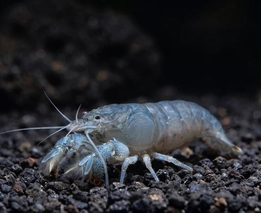 Vampire Shrimp