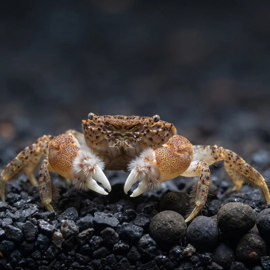 Freshwater Pom Pom Crab