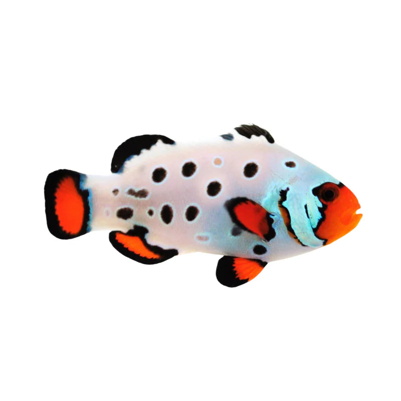Frostbite Clownfish - Tank Raised