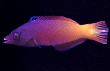 Two Tone Wrasse - Fiji