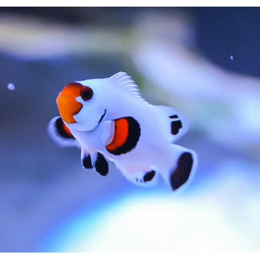 Wyoming White Clownfish - Tank Raised