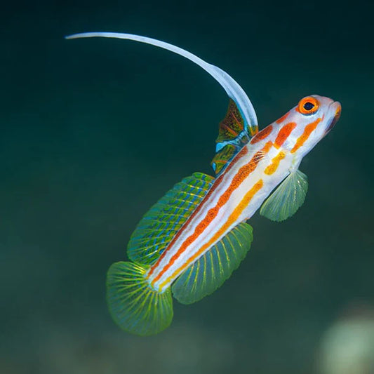 Yasha Goby