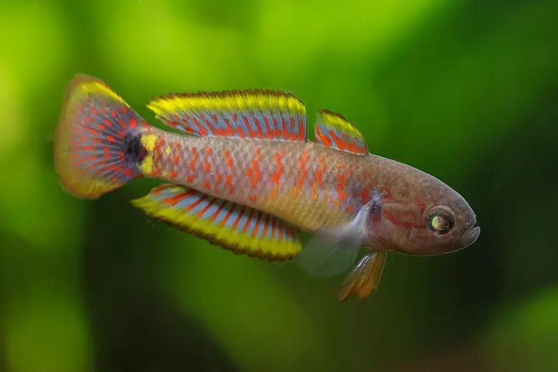 Peacock Gudgeon