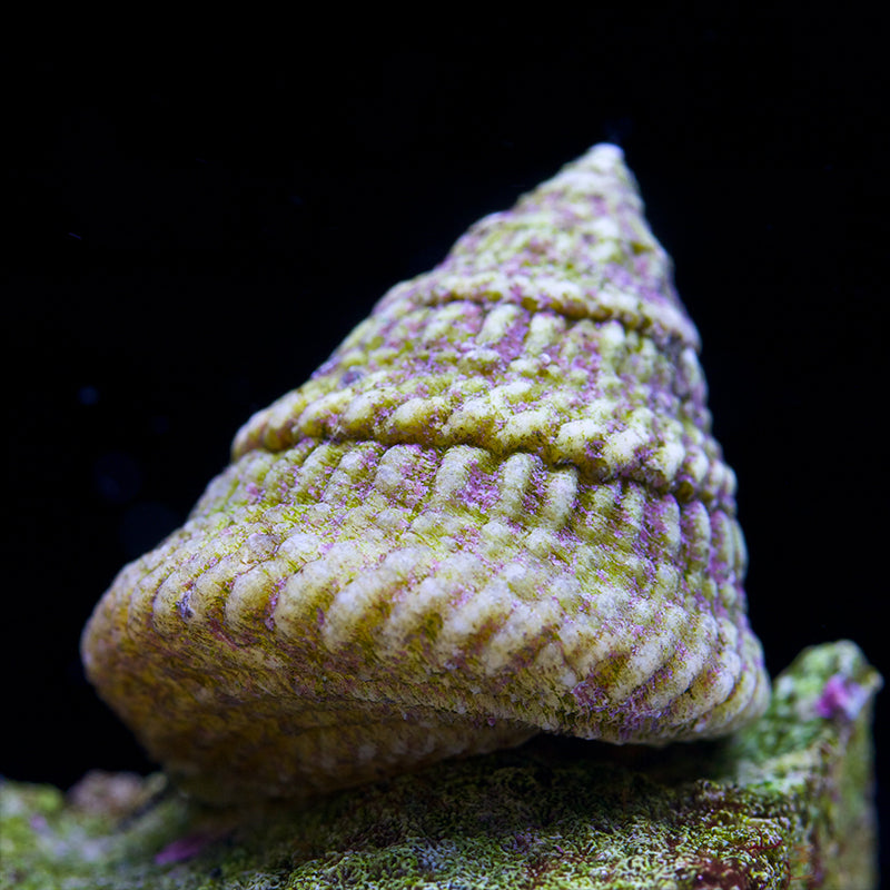 Astrea Turbo Snail