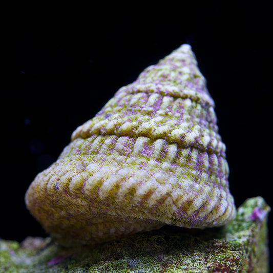 Astrea Turbo Snail