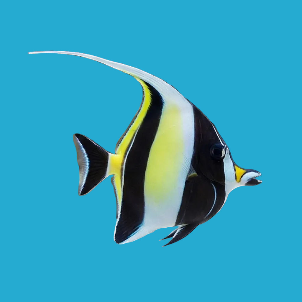 Moorish Idol