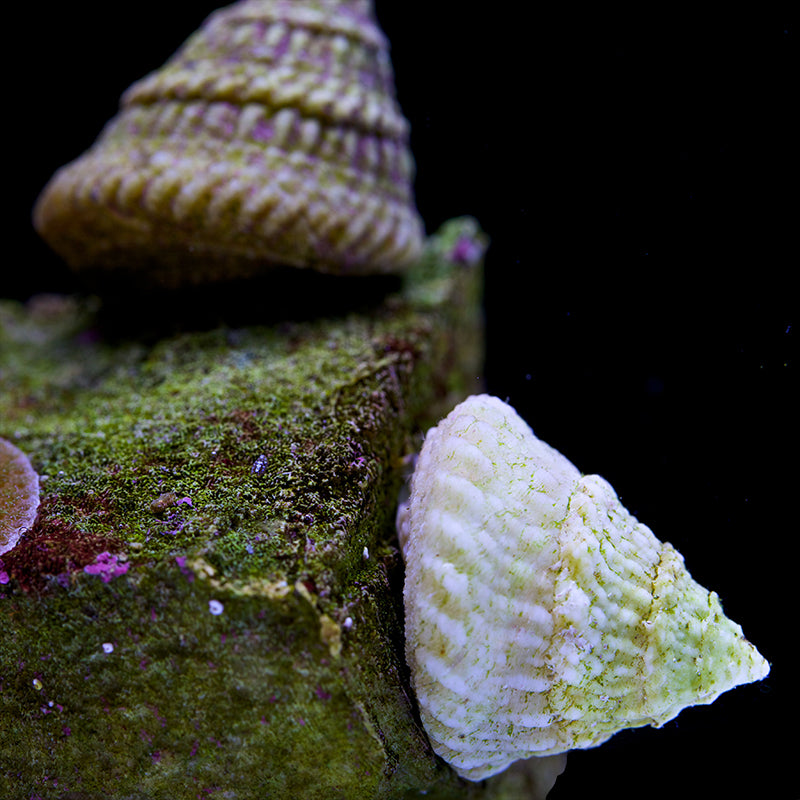 Astrea Turbo Snail